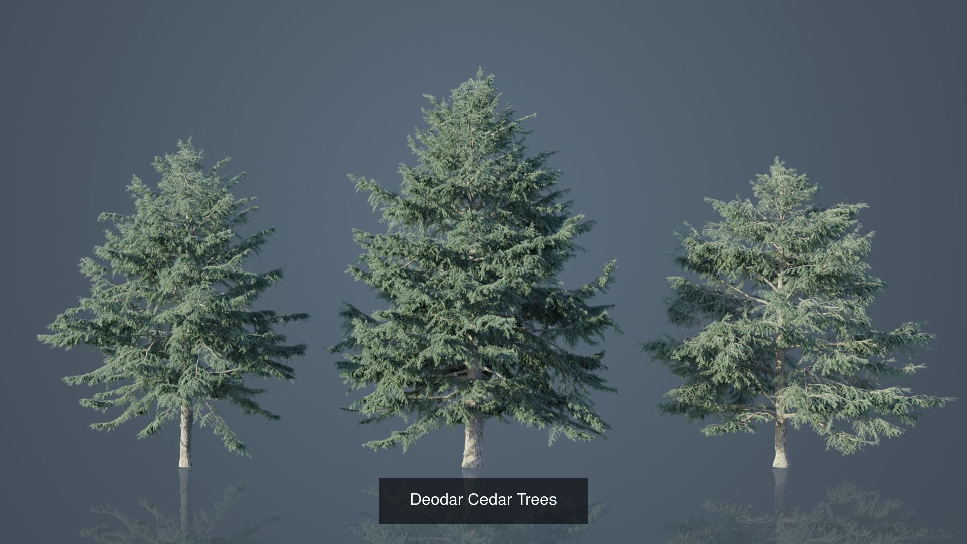Conifer Trees 3D Model Collection_10