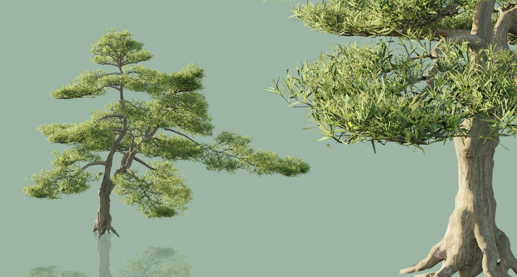 Conifer Trees 3D Model Collection_36