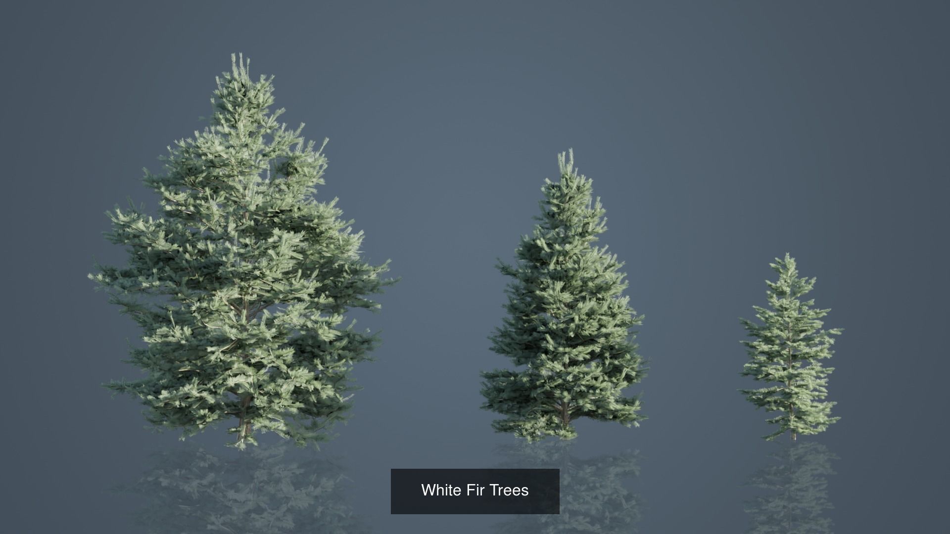 Conifer Trees 3D Model Collection_5