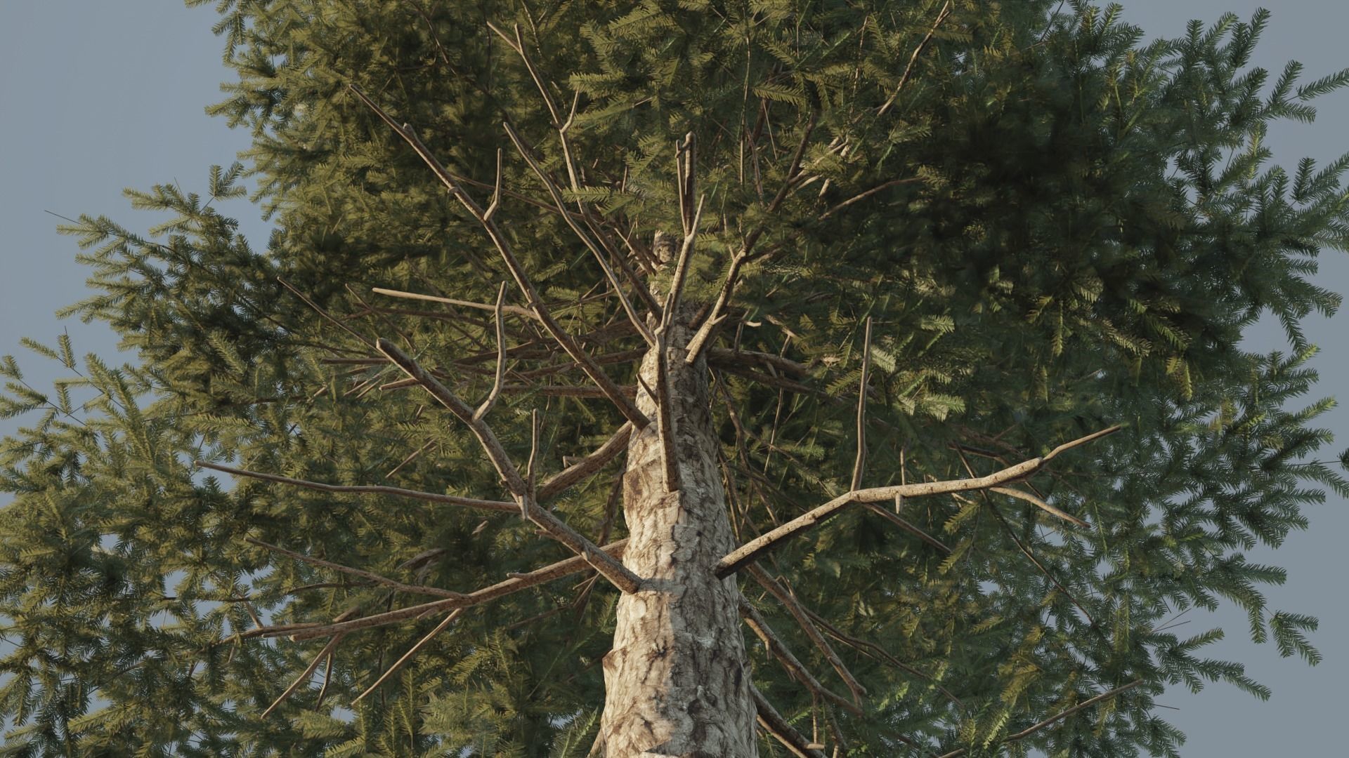 Conifer Trees 3D Model Collection_24