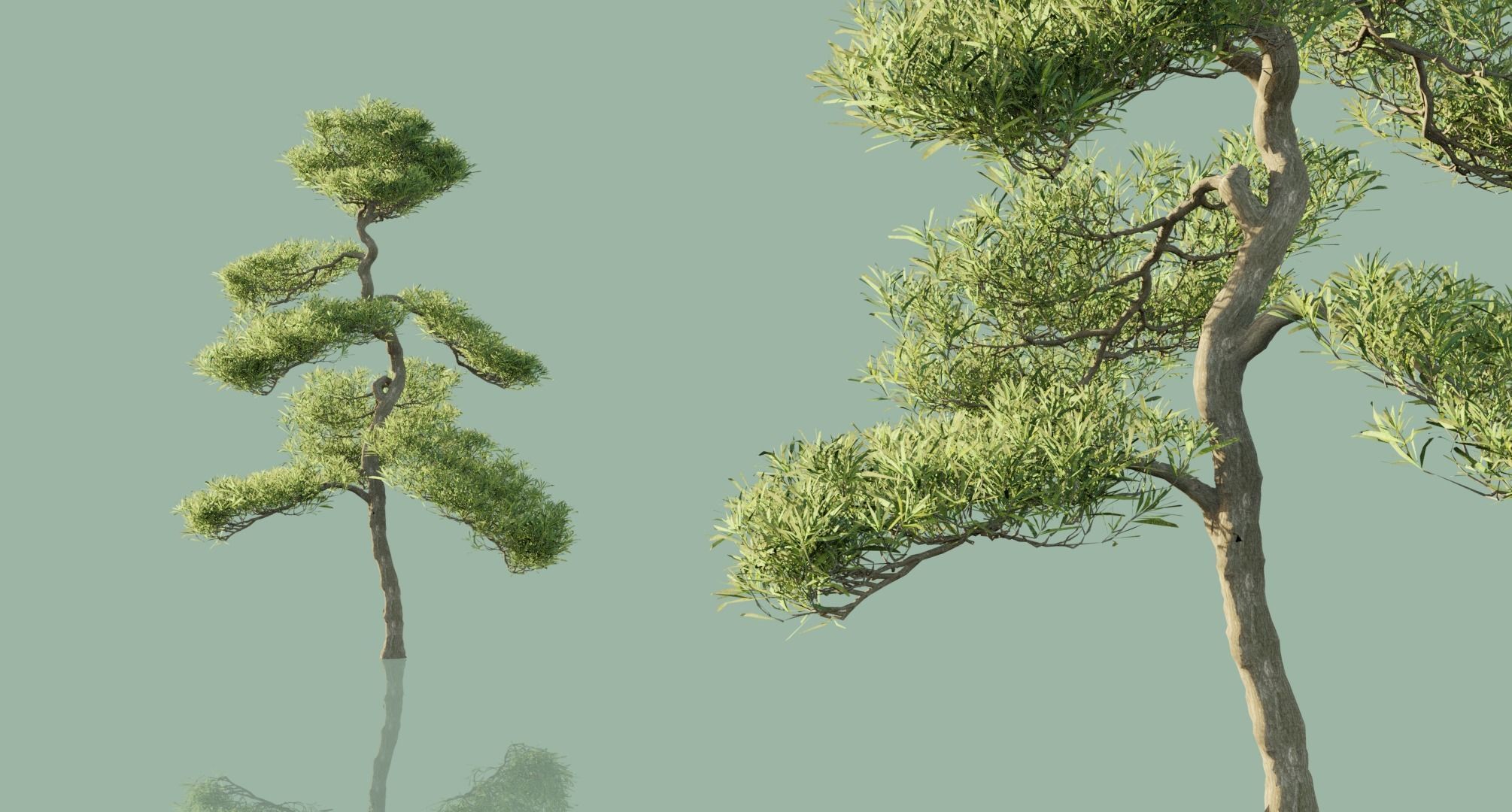 Conifer Trees 3D Model Collection_35