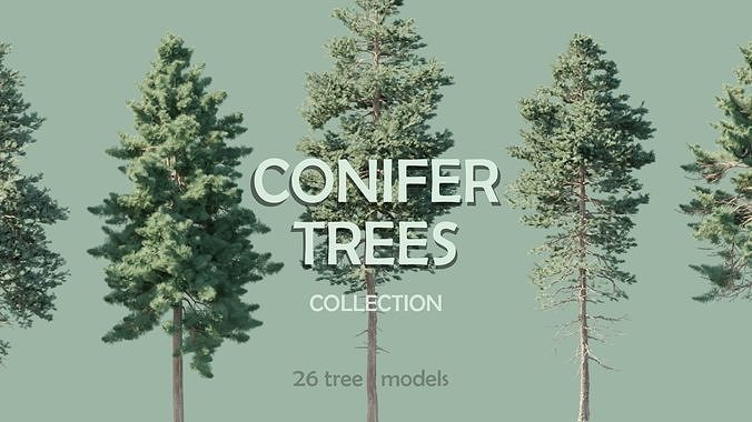 Conifer Trees 3D Model Collection