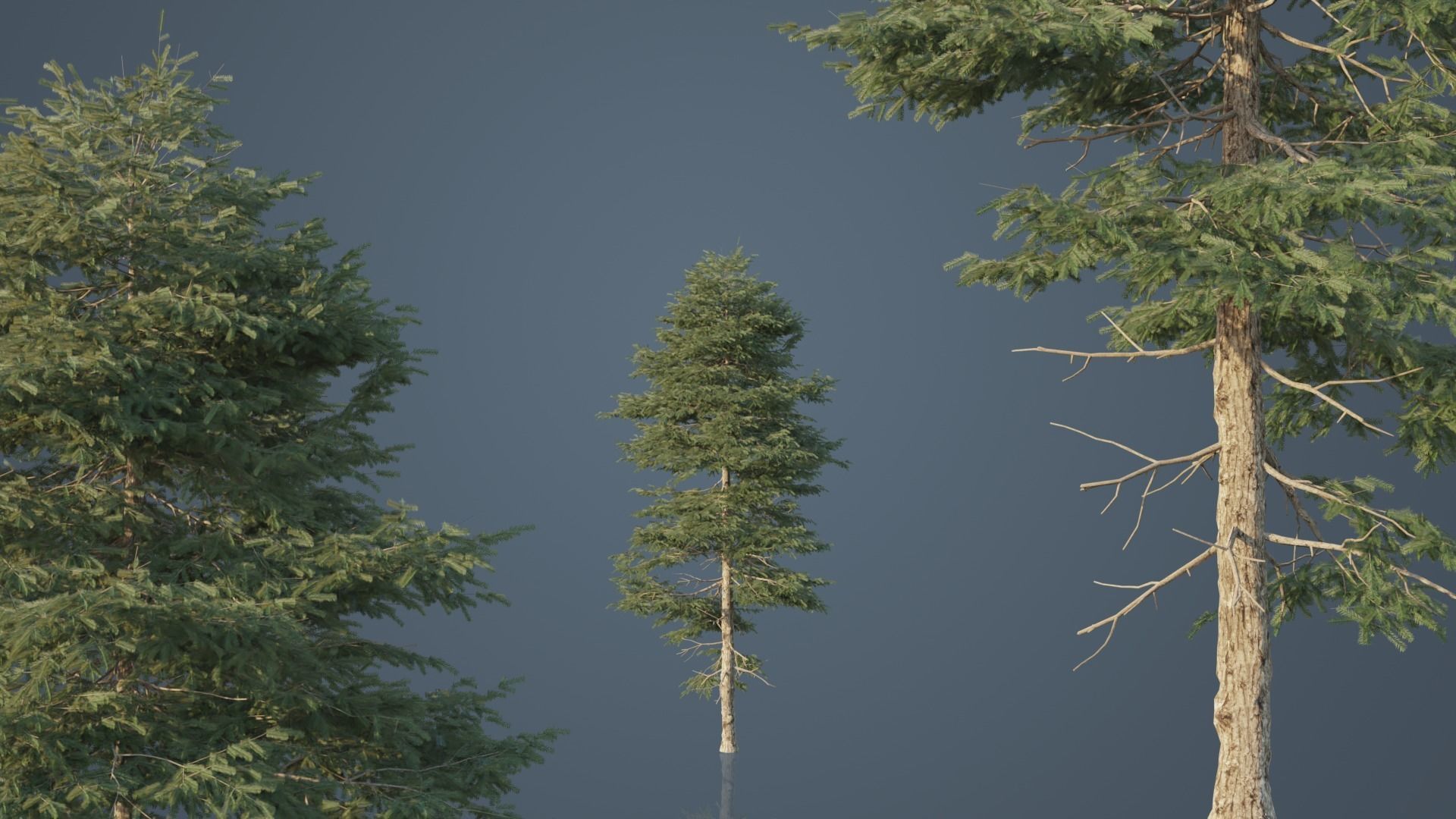 Conifer Trees 3D Model Collection_21