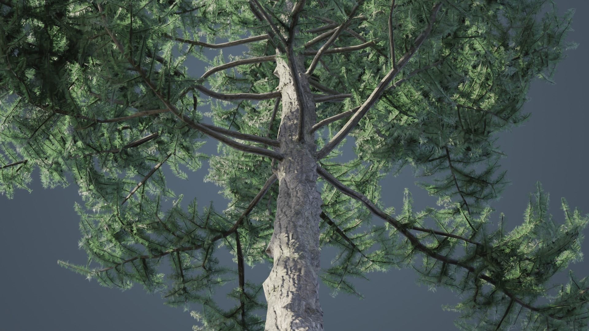 Conifer Trees 3D Model Collection_19