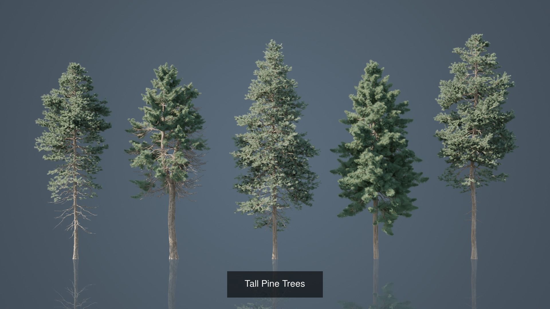 Conifer Trees 3D Model Collection_1