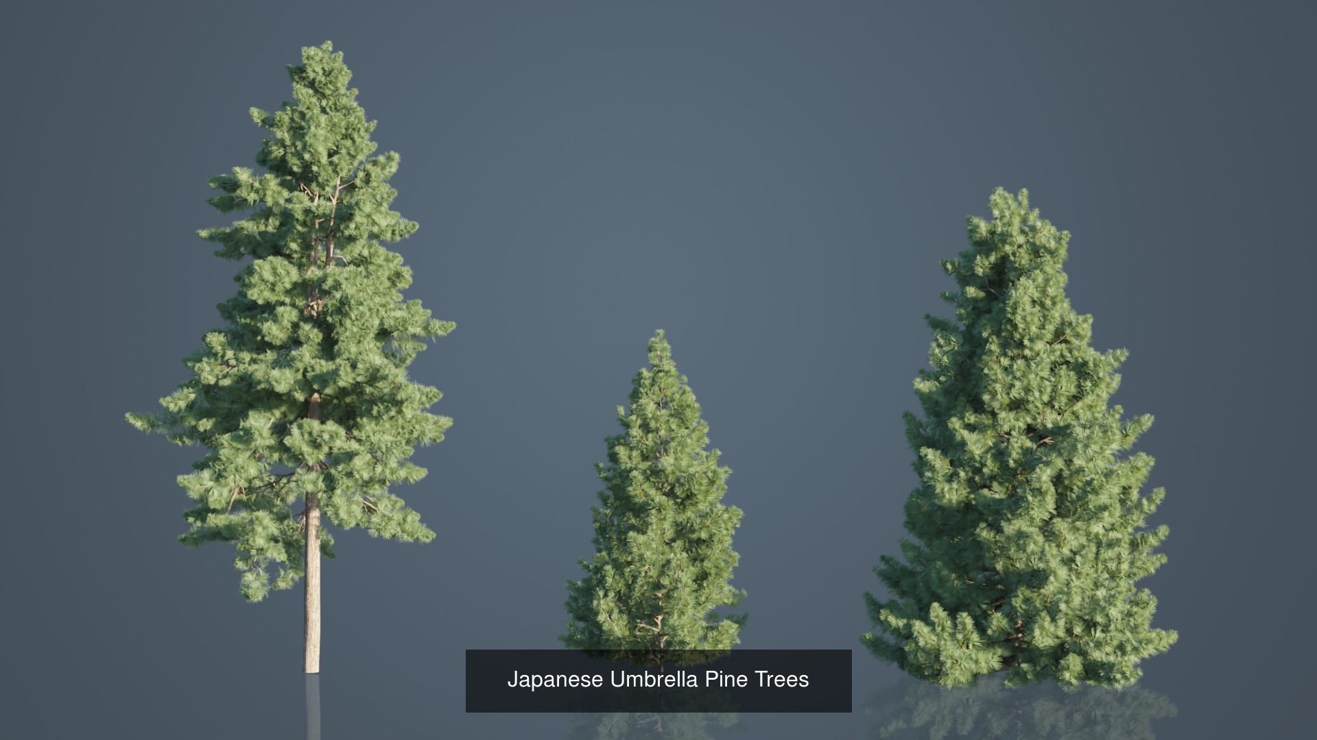 Conifer Trees 3D Model Collection_25