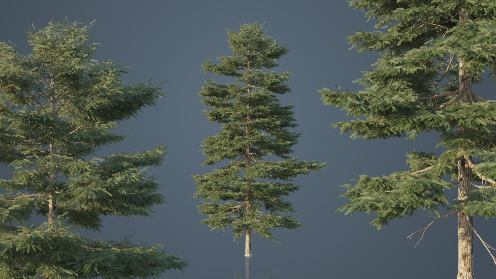 Conifer Trees 3D Model Collection_22