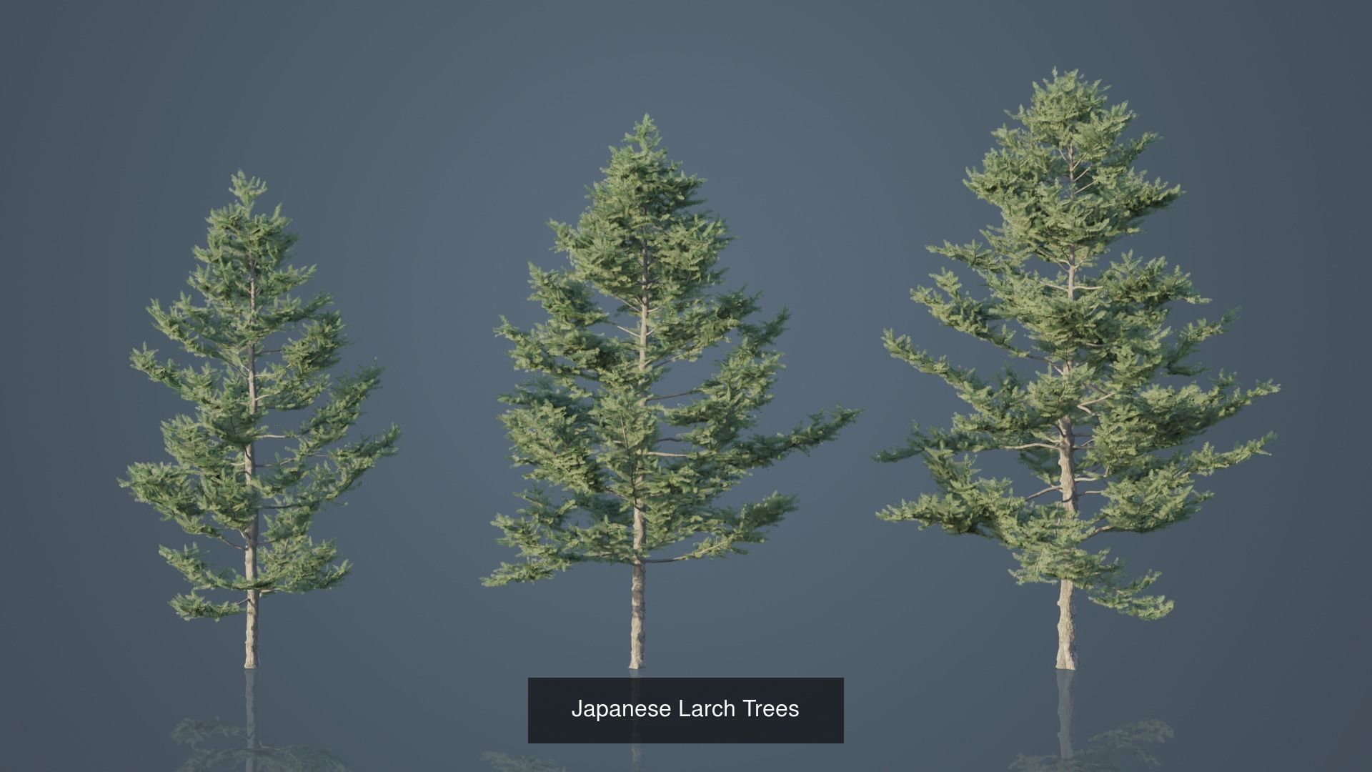 Conifer Trees 3D Model Collection_15