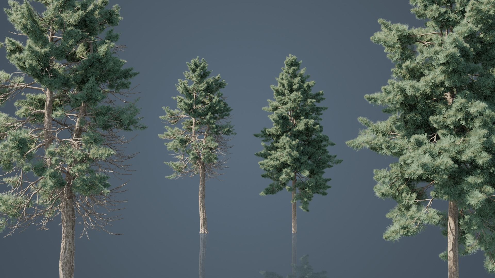 Conifer Trees 3D Model Collection_3