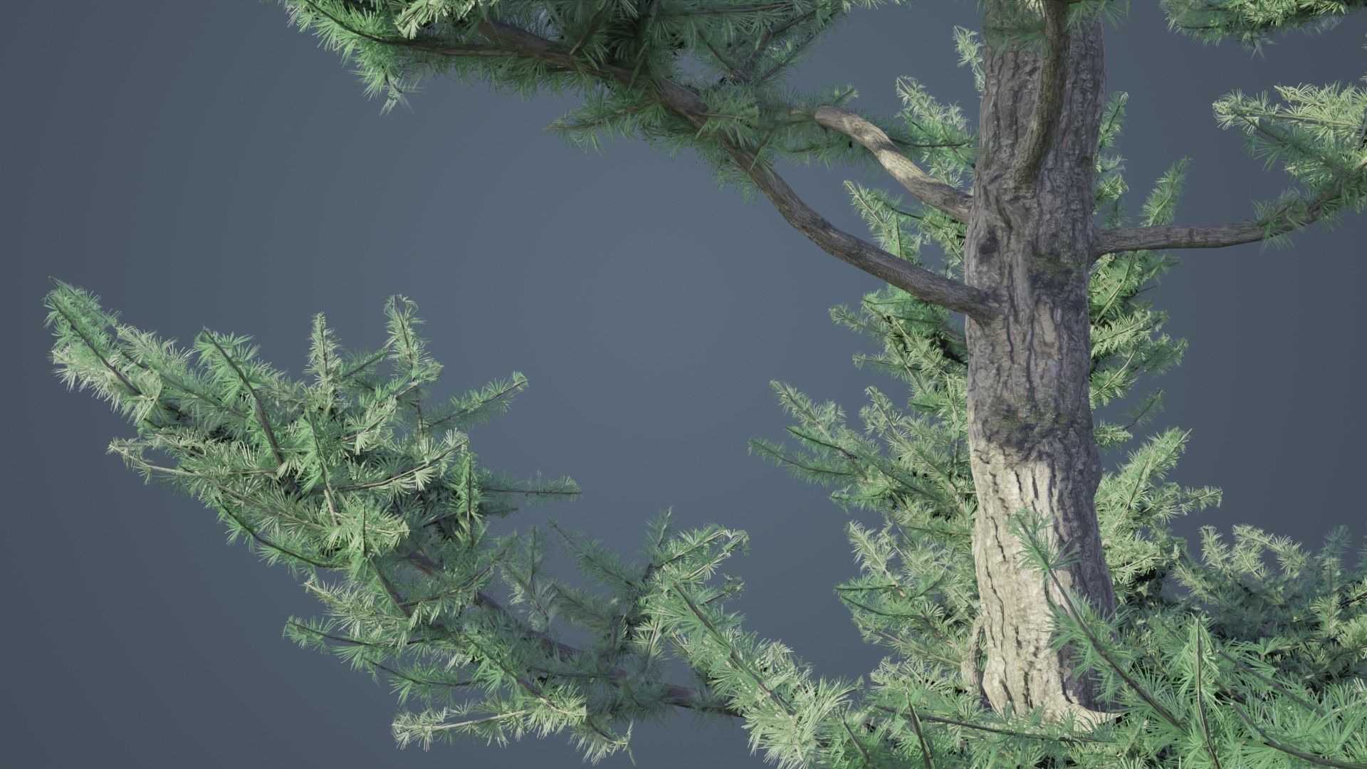 Conifer Trees 3D Model Collection_18