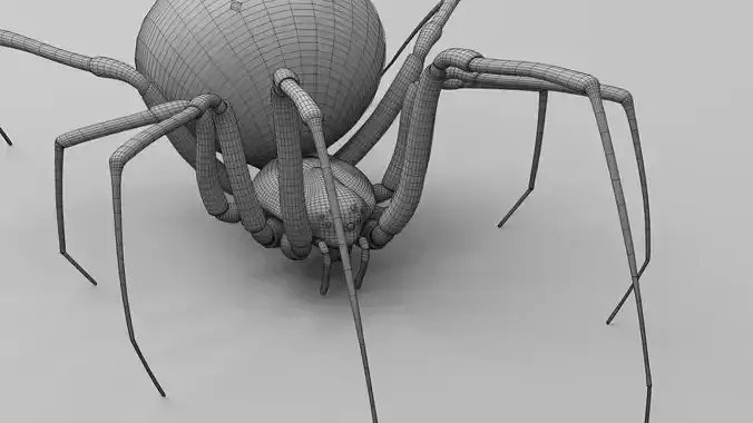 Black widow spider  v2 3D model