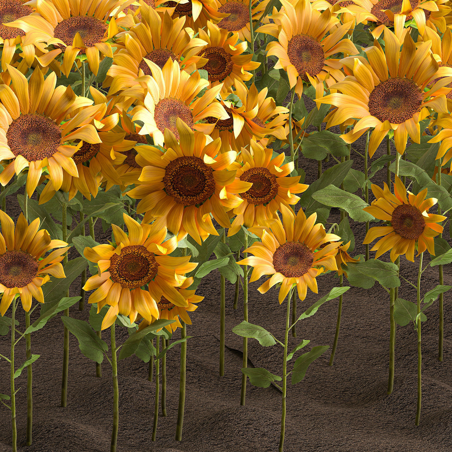 Sunflower field 3D model_2