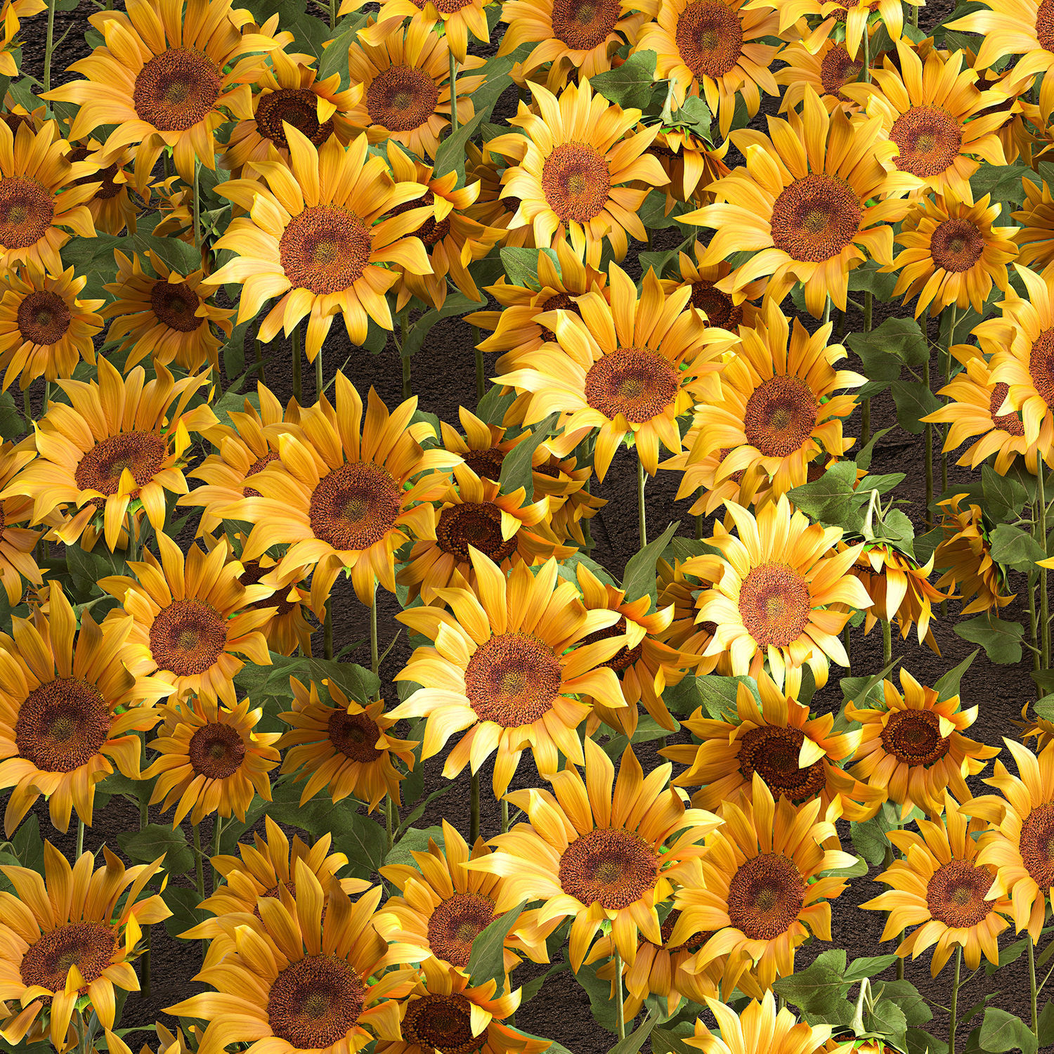 Sunflower field 3D model_5