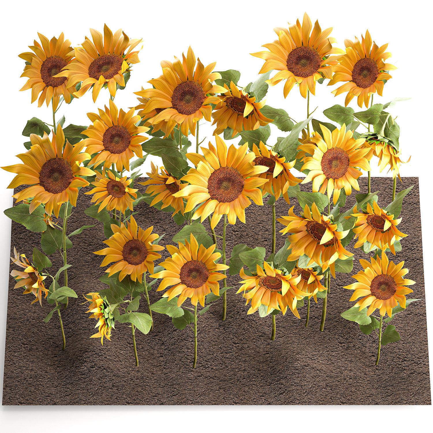 Sunflower field 3D model_6