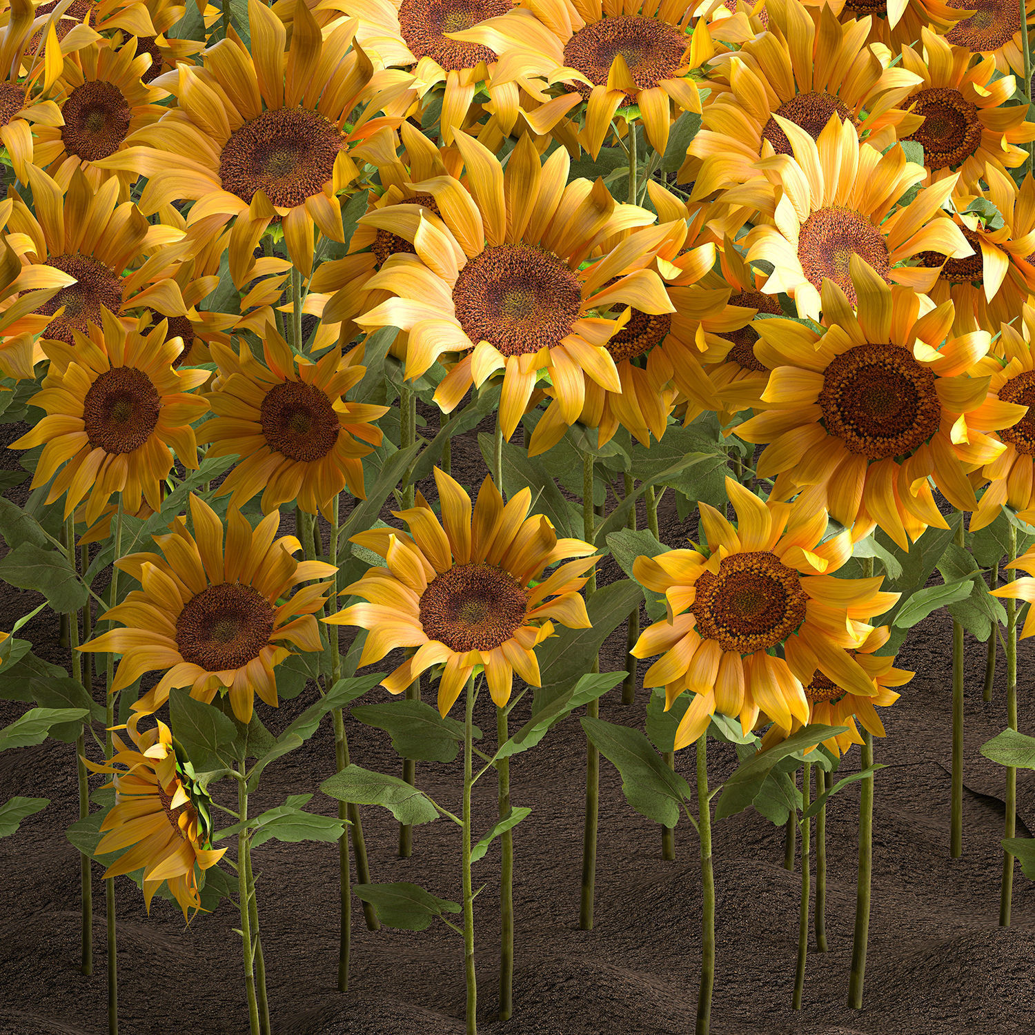 Sunflower field 3D model_3