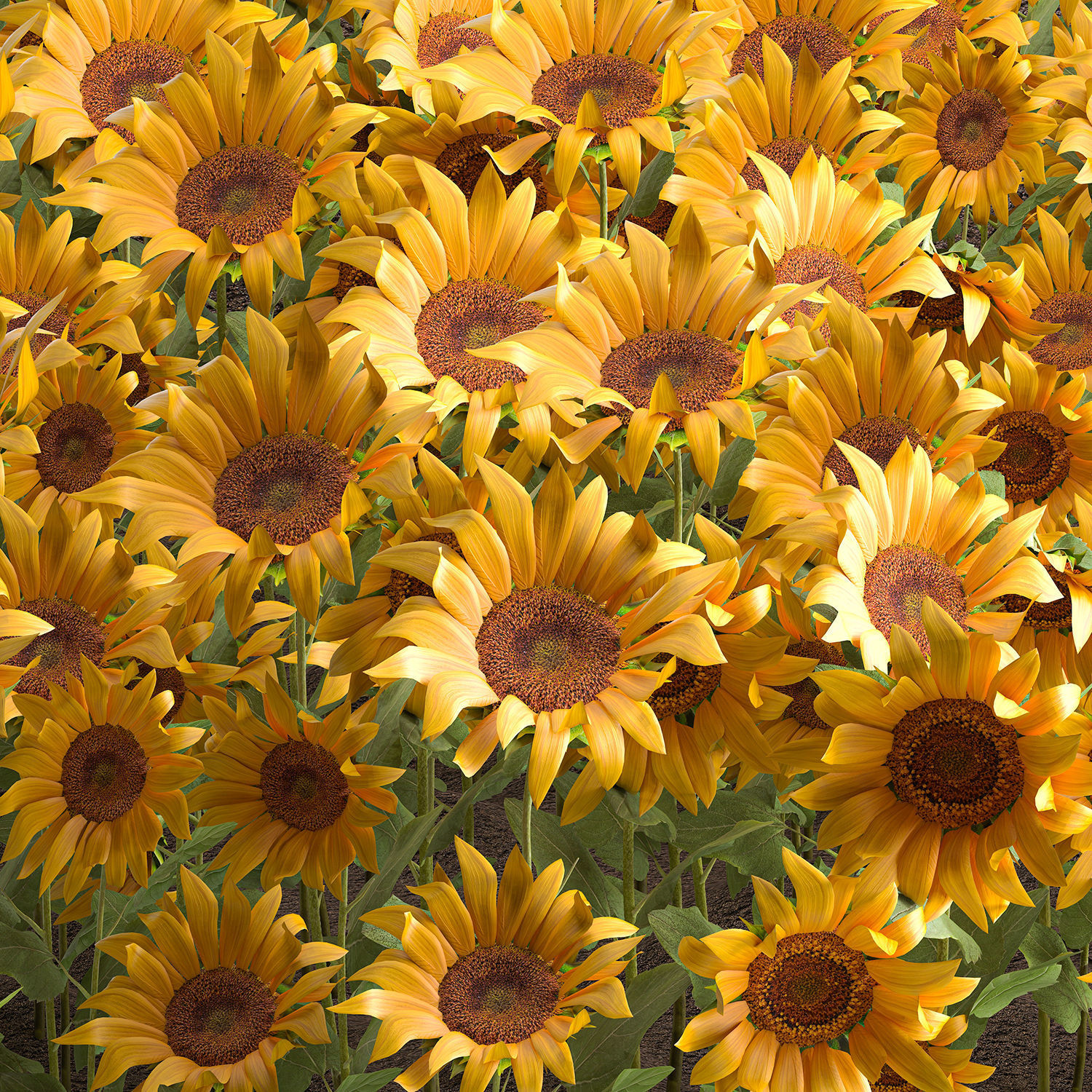 Sunflower field 3D model_4