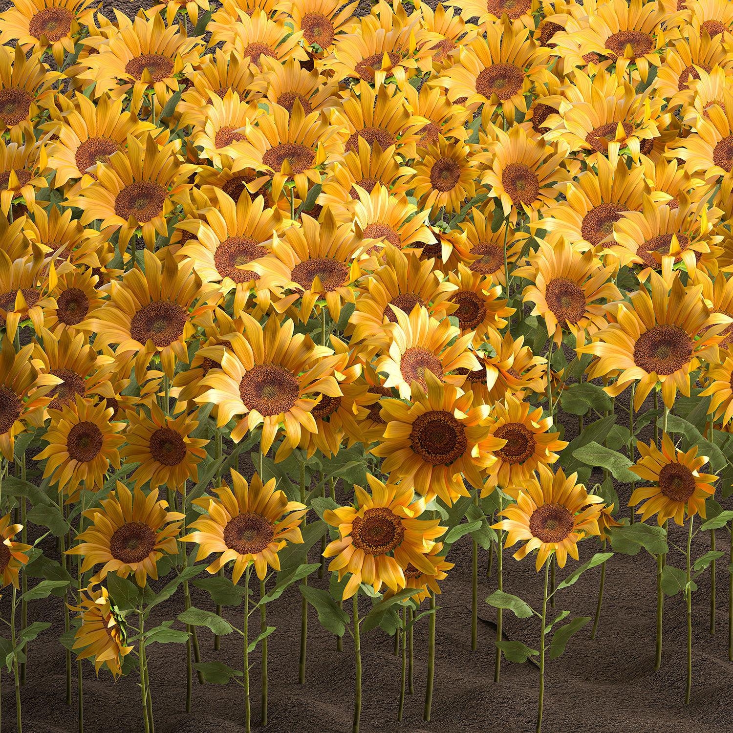 Sunflower field 3D model_1