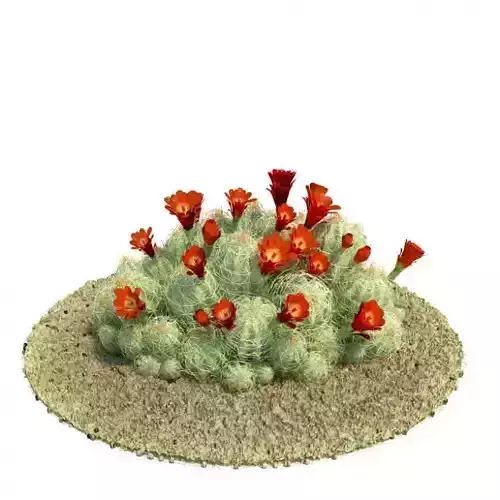 Flower Plant  Echinocereus Triglochidiatus