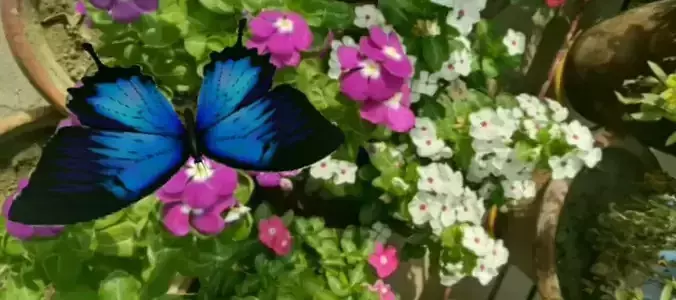 Butterfly model on flower pot