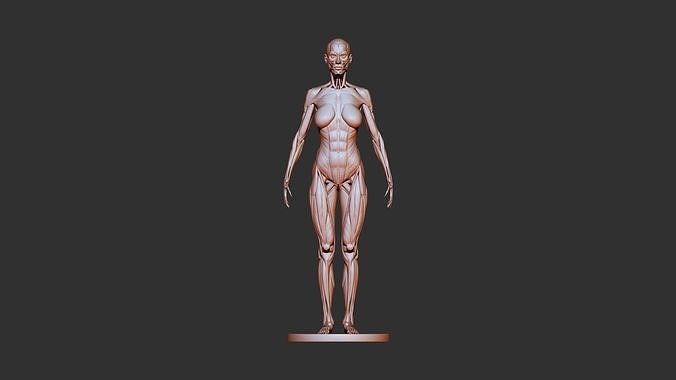 female anatomy 3d print  3D print model