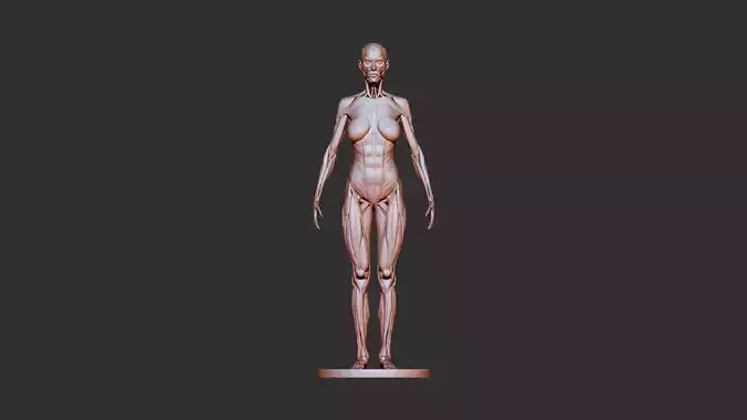 female anatomy 3d print  3D print model