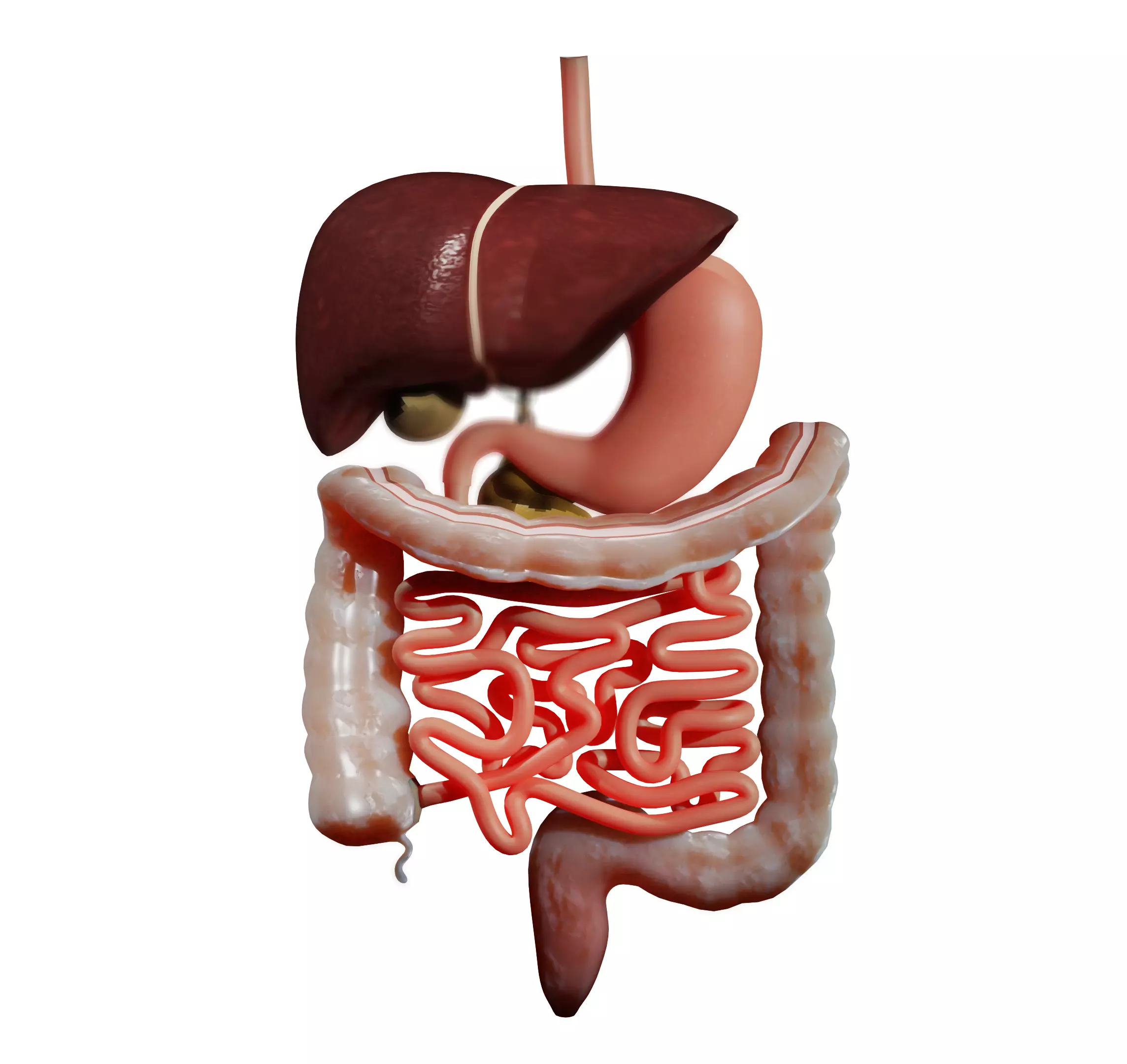 Digestive system 3D MODEL 3D model_0