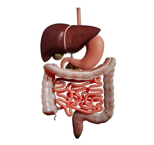 Digestive system 3D MODEL 3D model