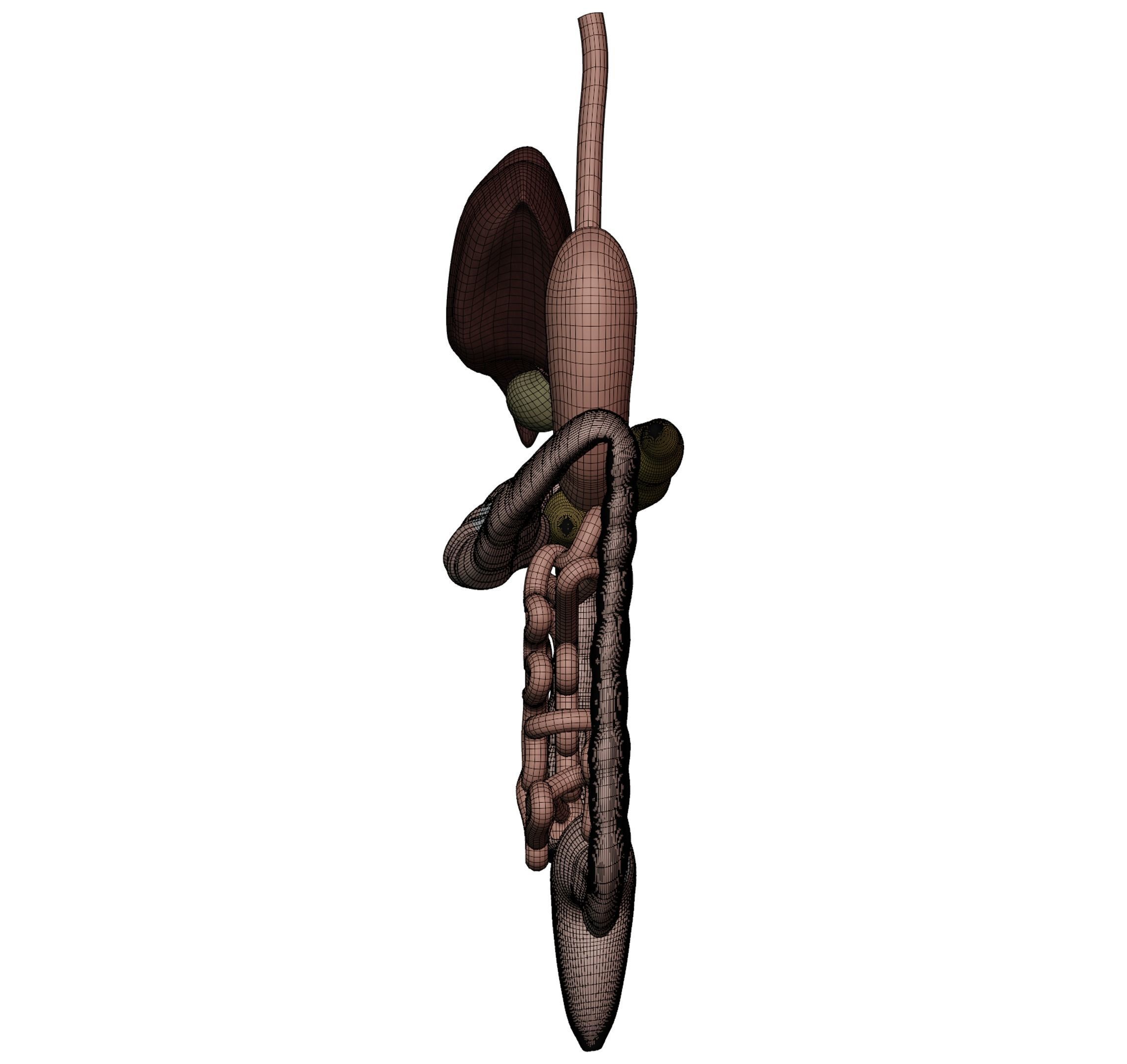 Digestive system 3D MODEL 3D model_6