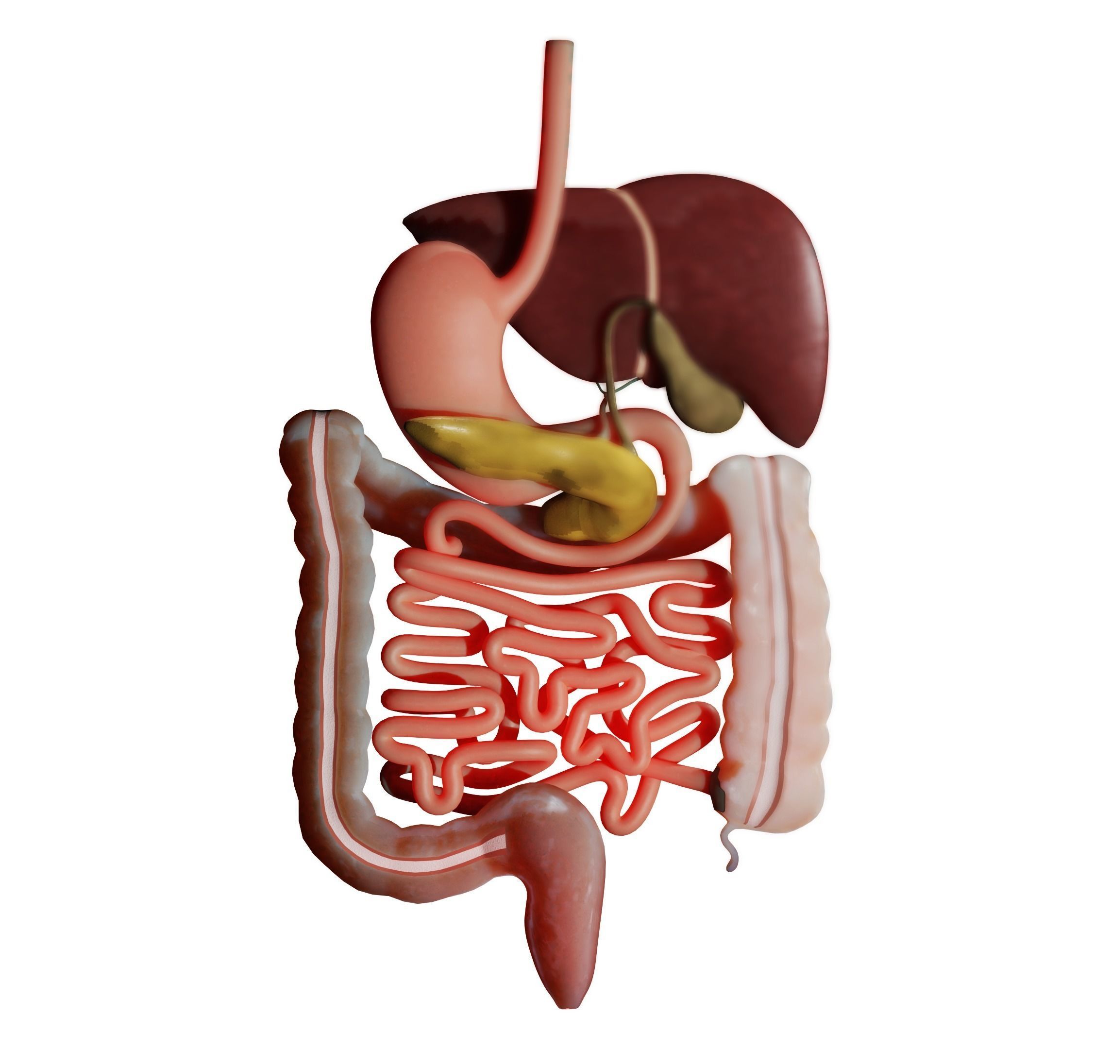 Digestive system 3D MODEL 3D model_3