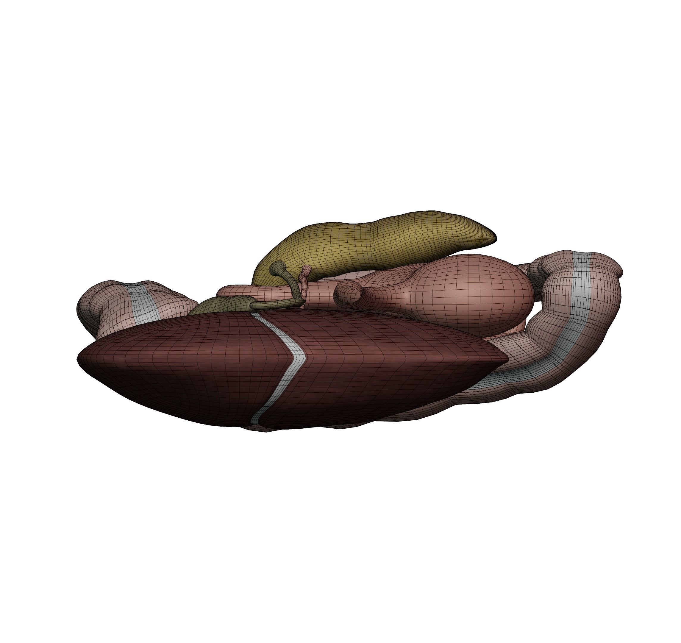 Digestive system 3D MODEL 3D model_8
