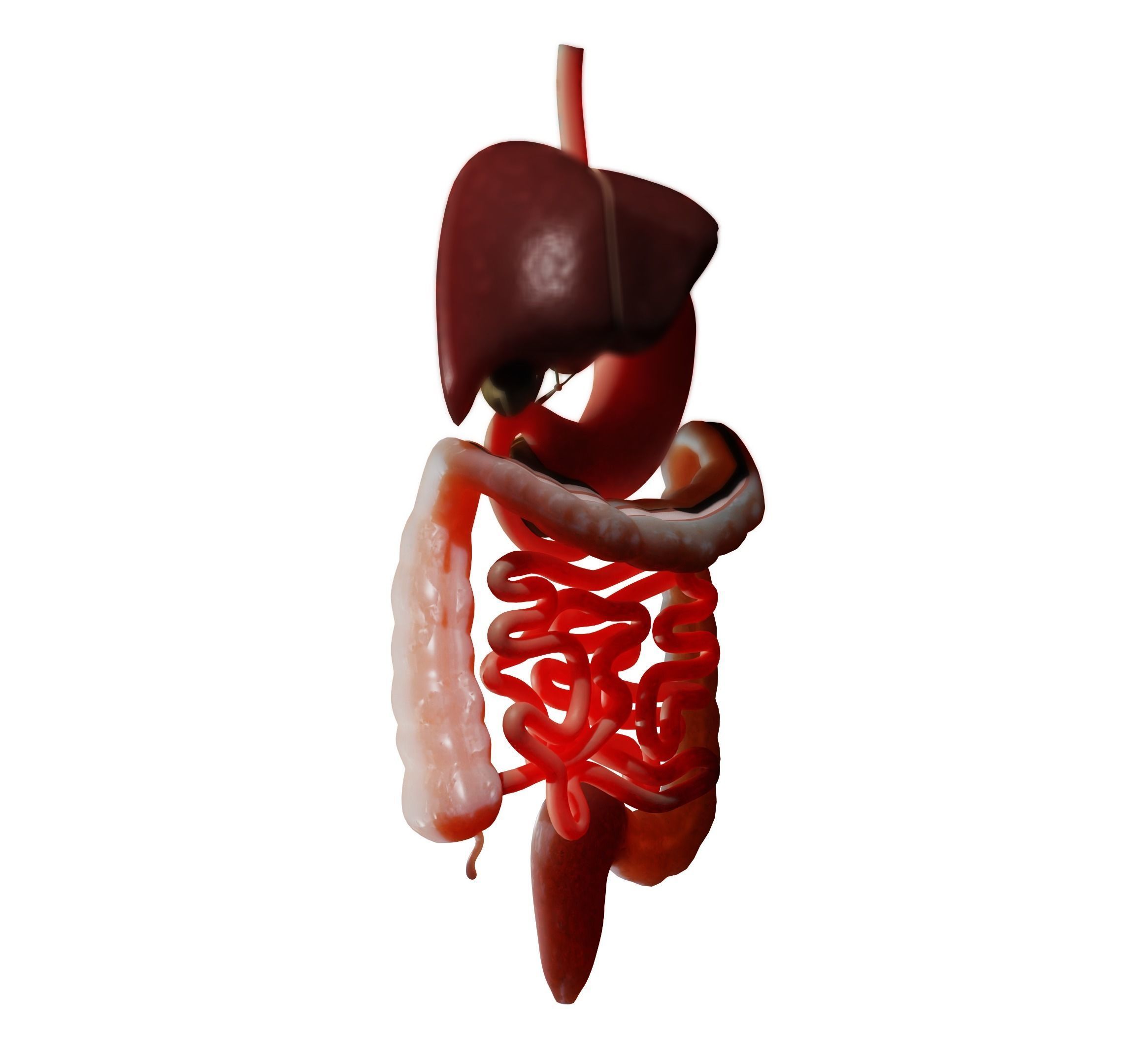 Digestive system 3D MODEL 3D model_4