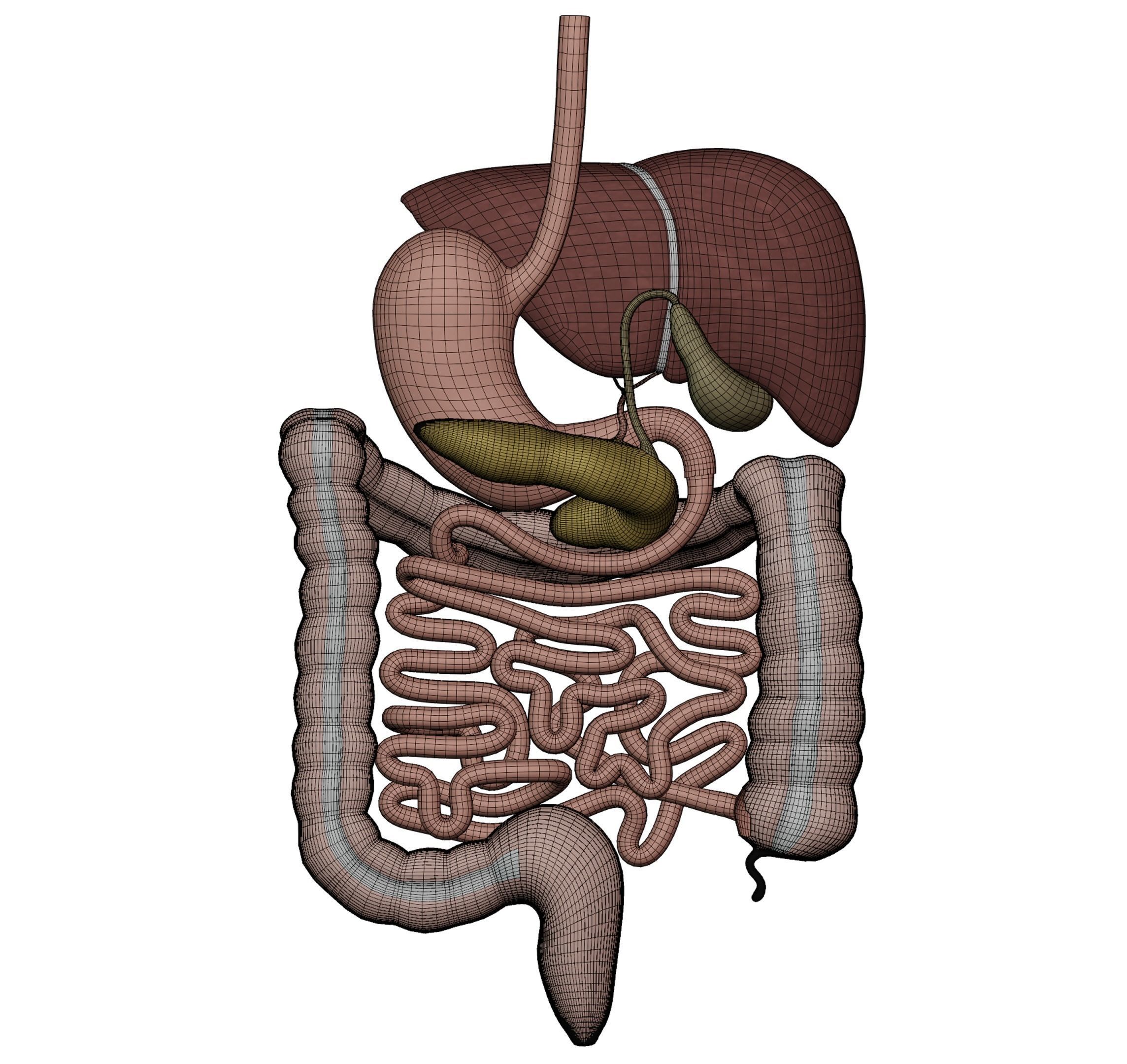 Digestive system 3D MODEL 3D model_7