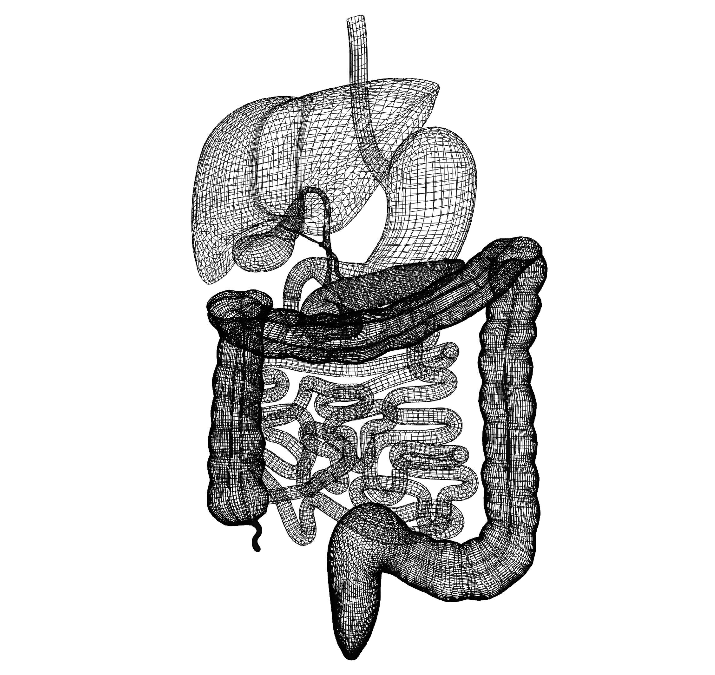 Digestive system 3D MODEL 3D model_2