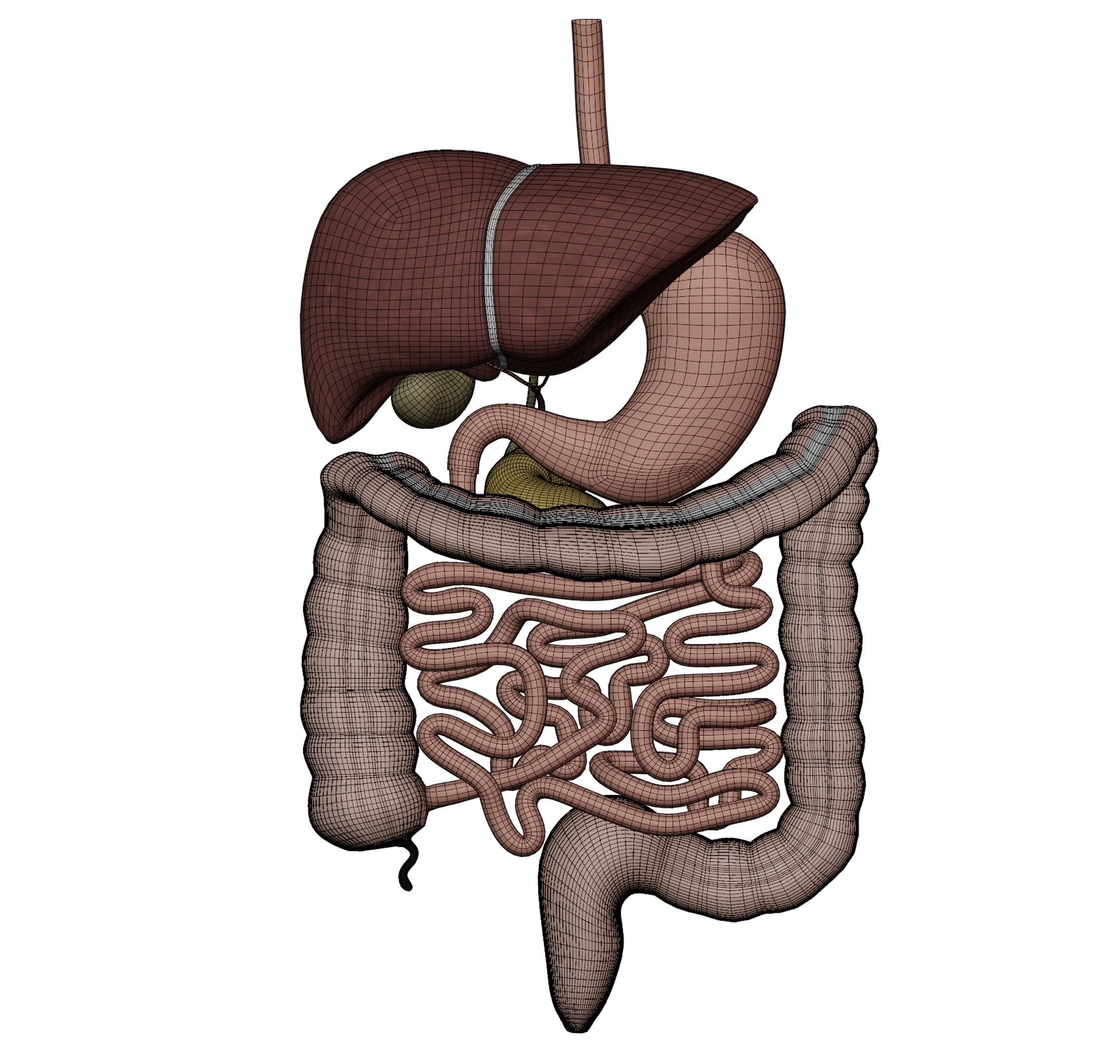 Digestive system 3D MODEL 3D model_5
