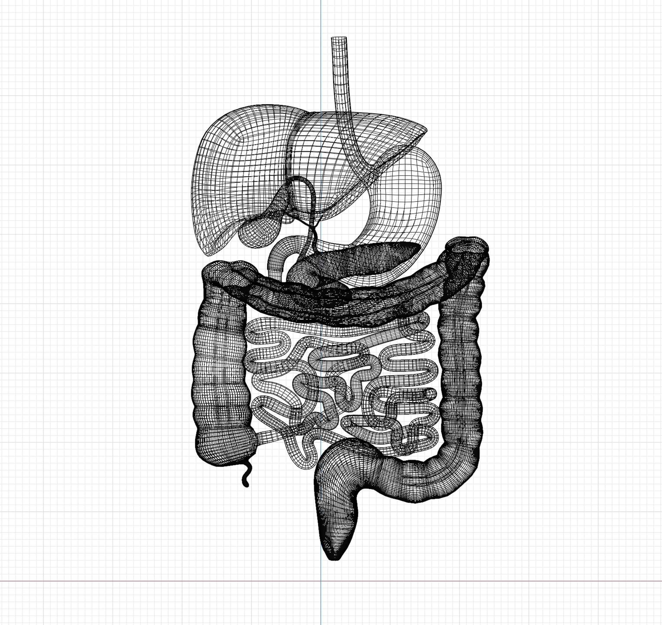 Digestive system 3D MODEL 3D model_9