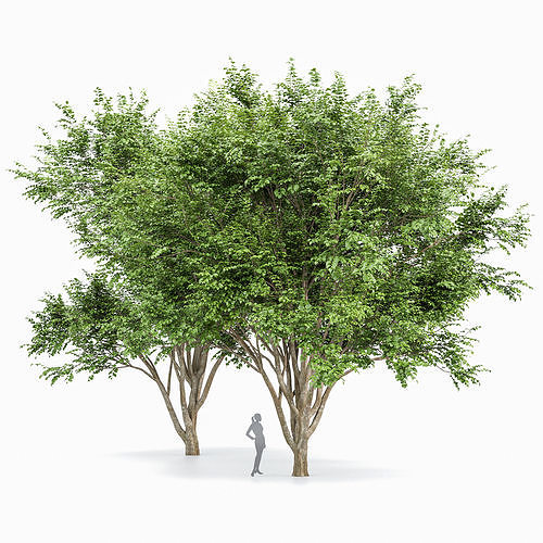 European Beech 2 Trees 3D model