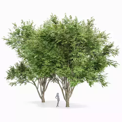 European Beech 2 Trees 3D model