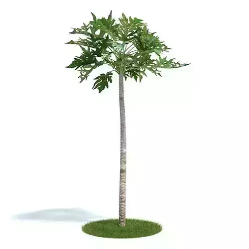 Tall Papaya Plant