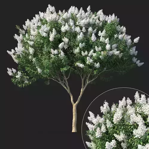 Crape myrtle No 1 with white flowers 3D model
