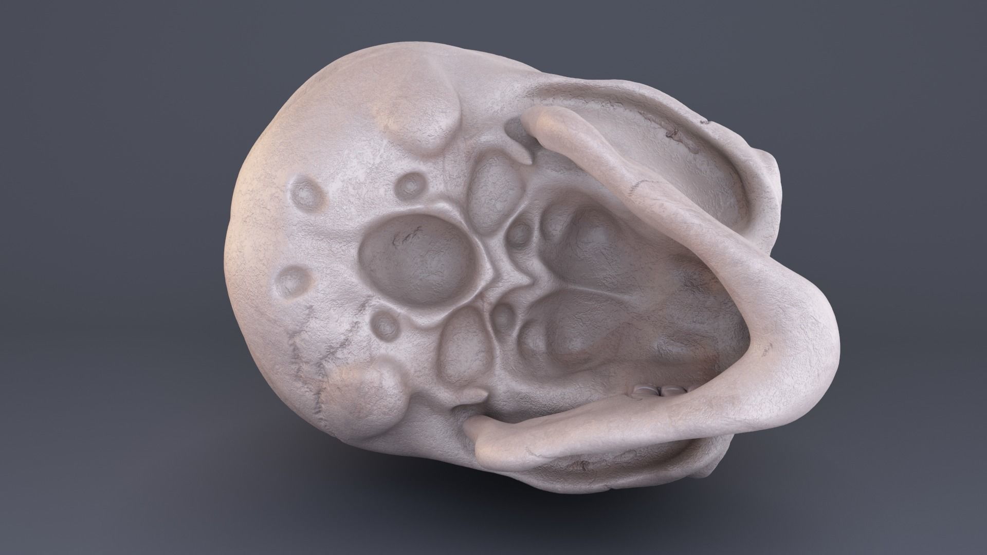 Skull 3D model_3