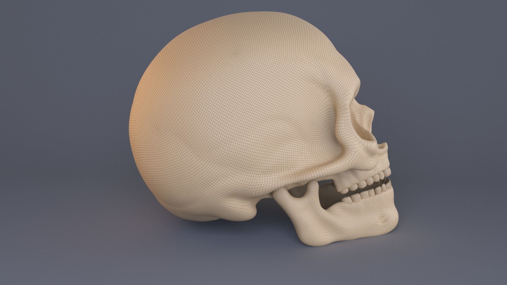 Skull 3D model_8