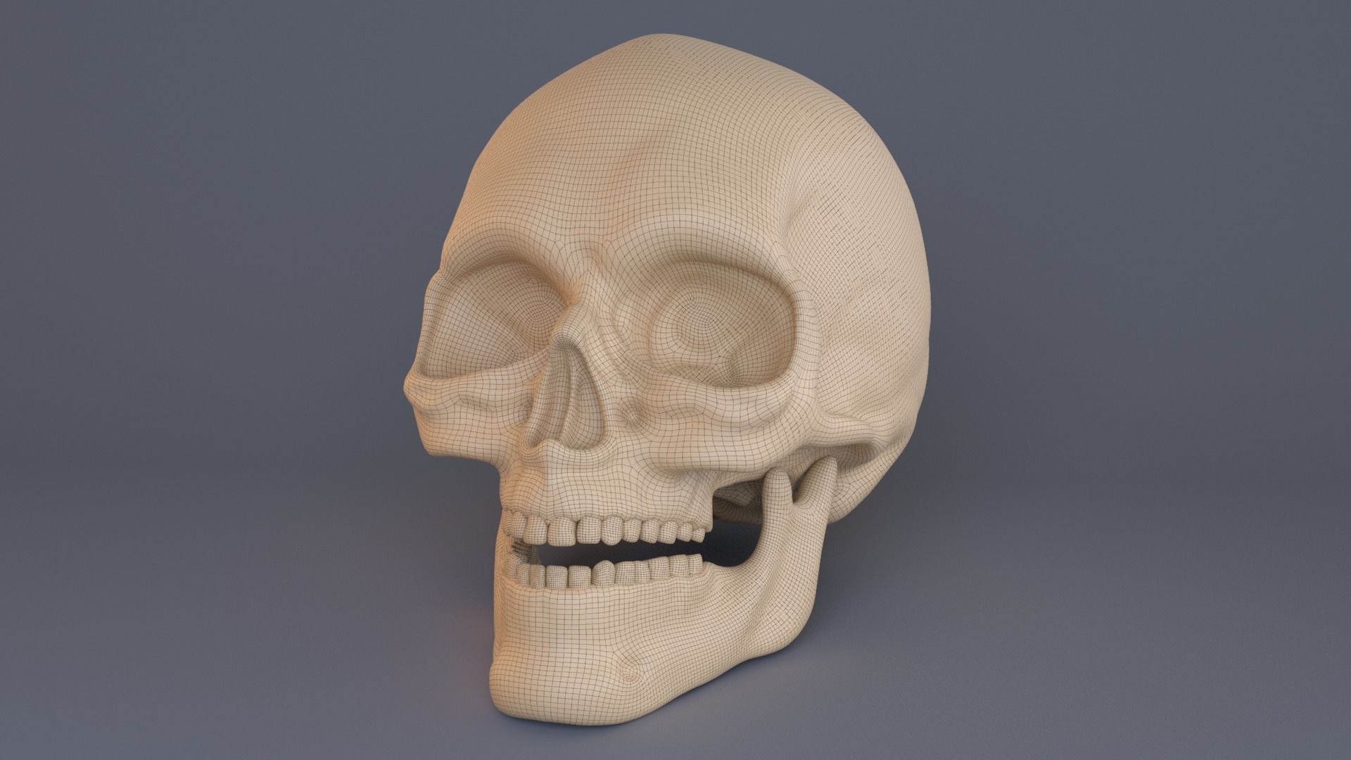 Skull 3D model_6