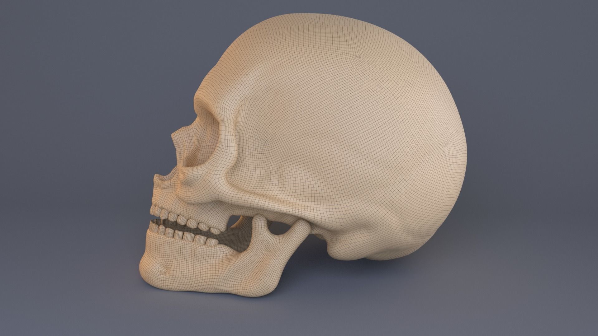Skull 3D model_7