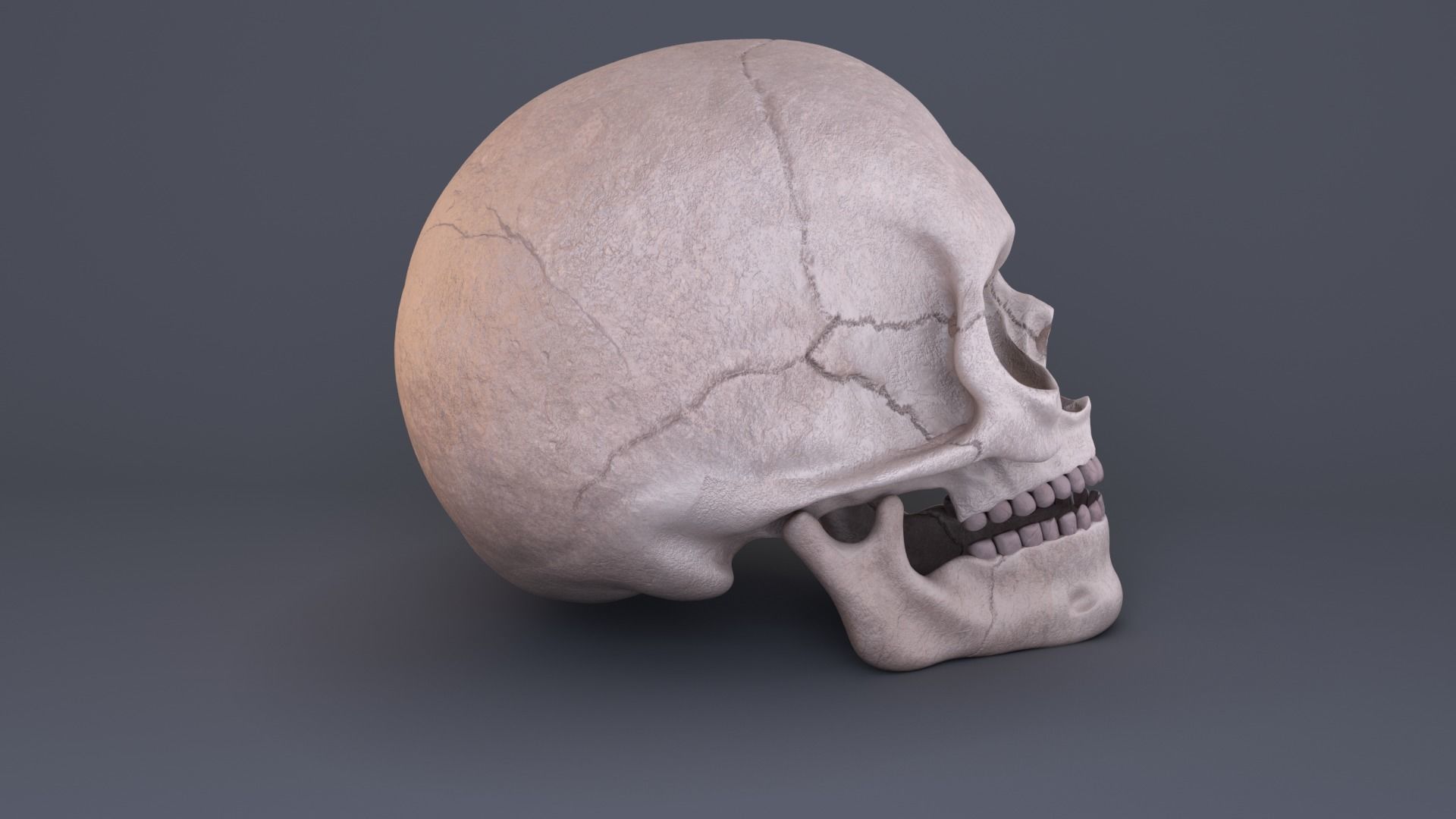 Skull 3D model_2