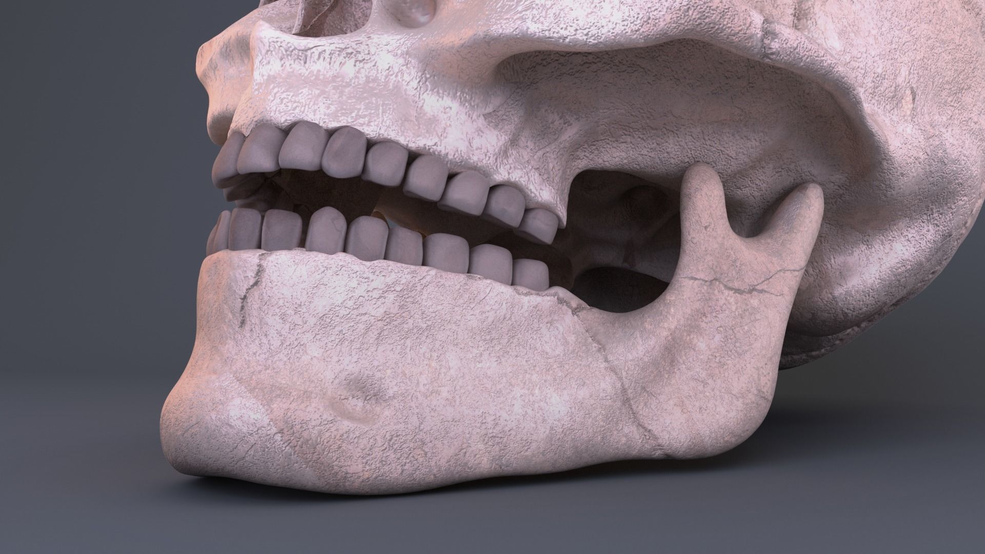 Skull 3D model_5