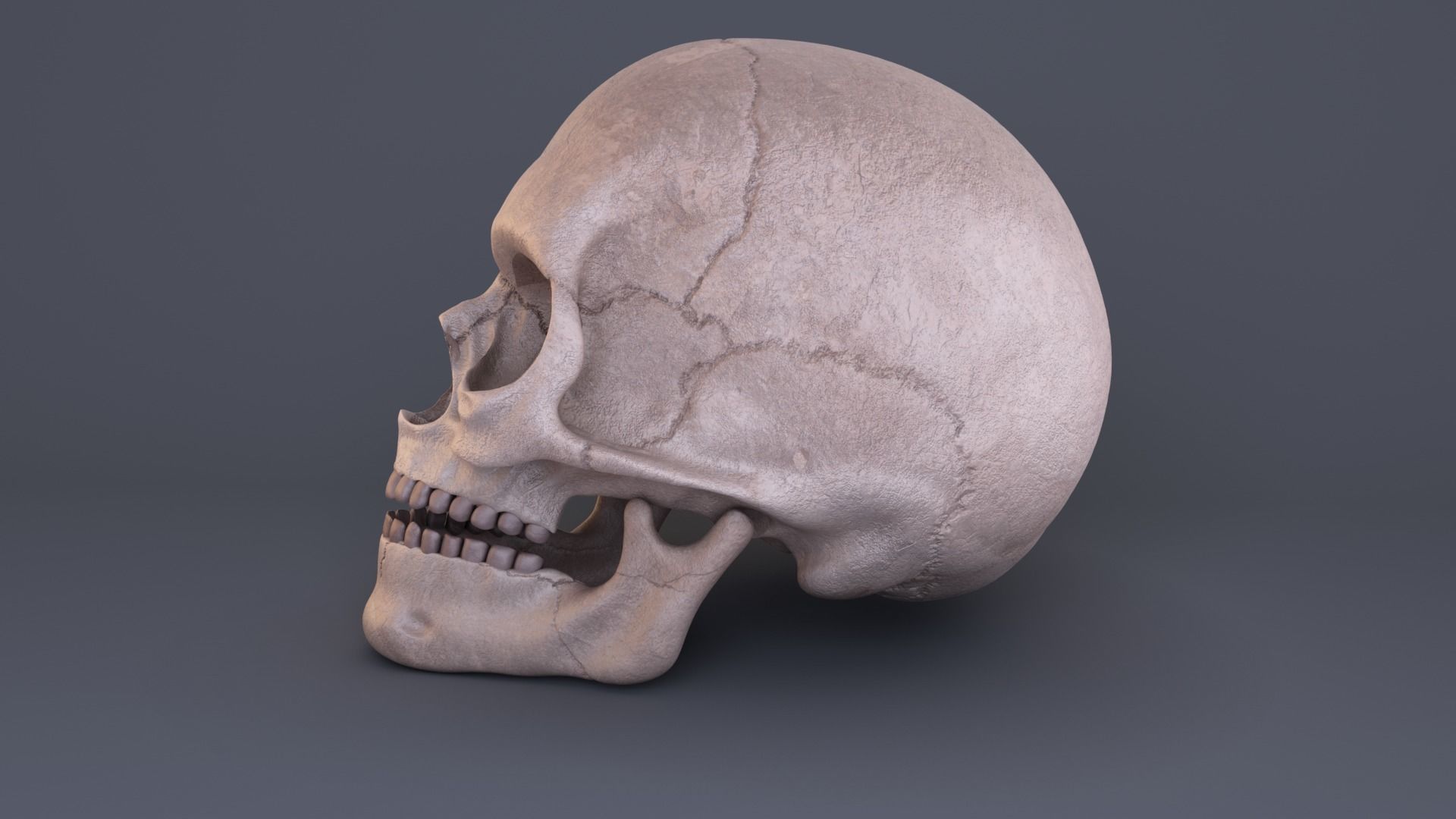 Skull 3D model_1