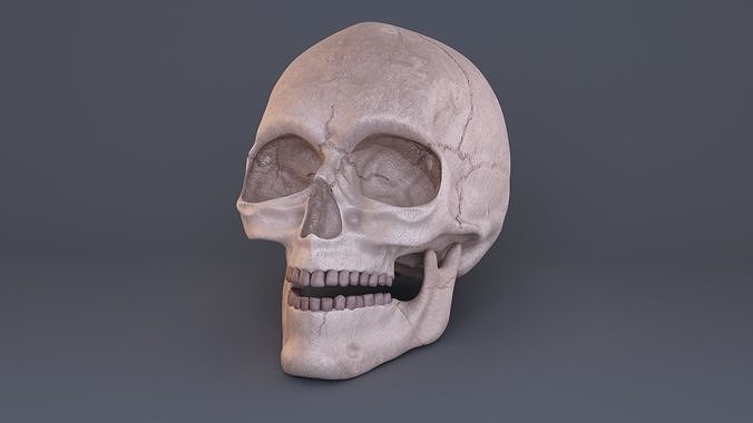 Skull 3D model
