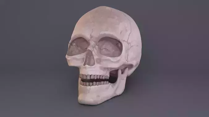 Skull 3D model