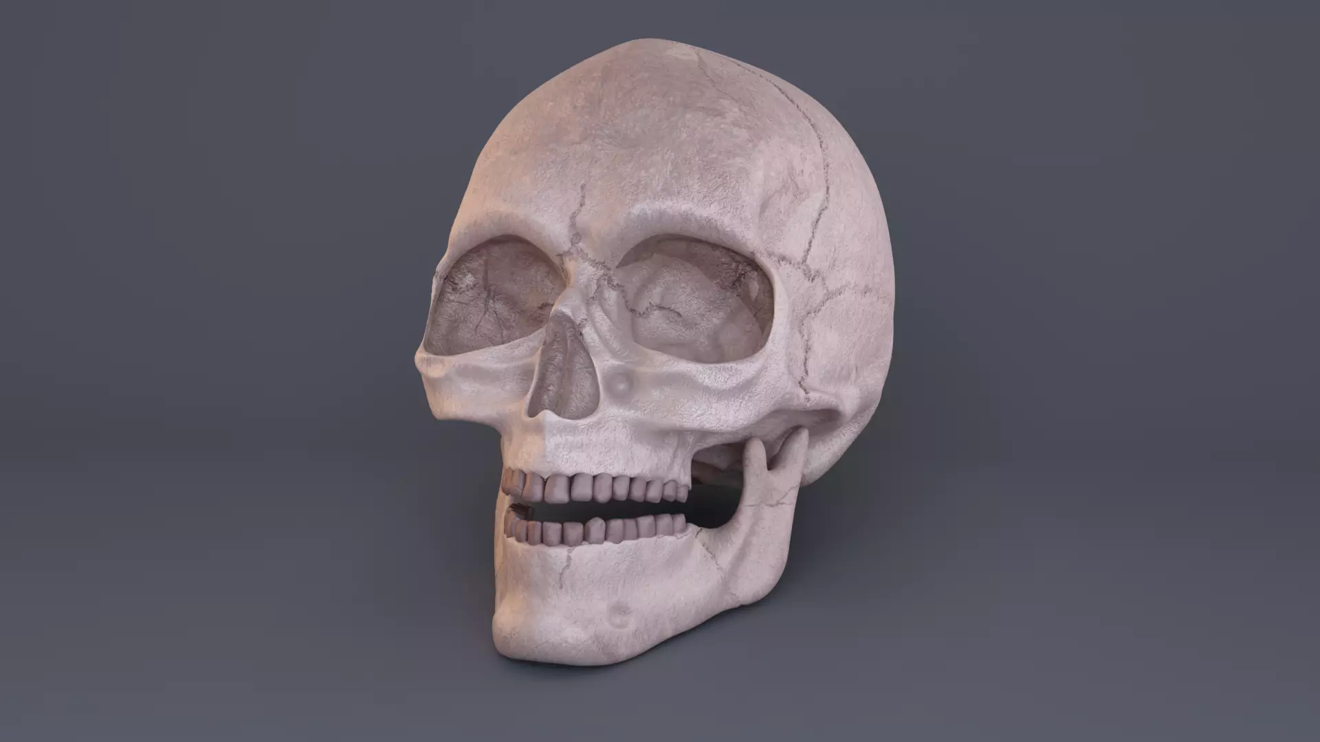 Skull 3D model_0