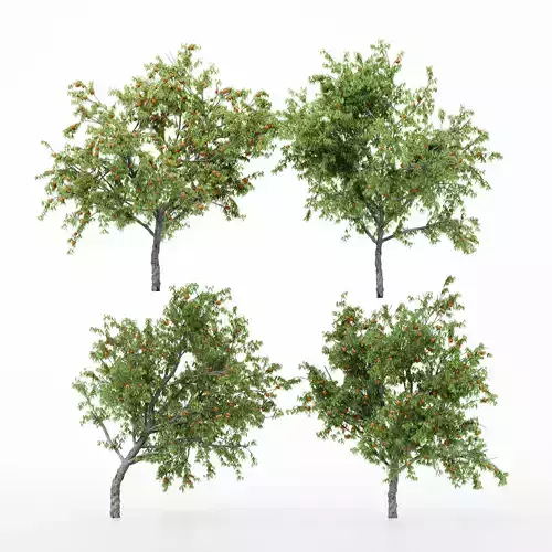4diffrent tree Peach 4 trees Models in the scene 3D model